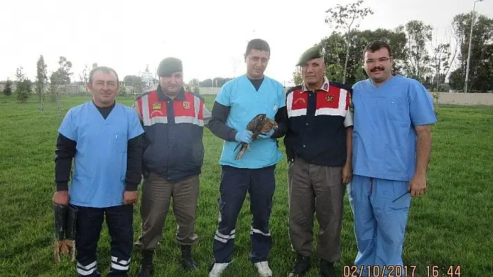 Yaralı kızıl şahin kuşunu Jandarma ekipleri kurtardı