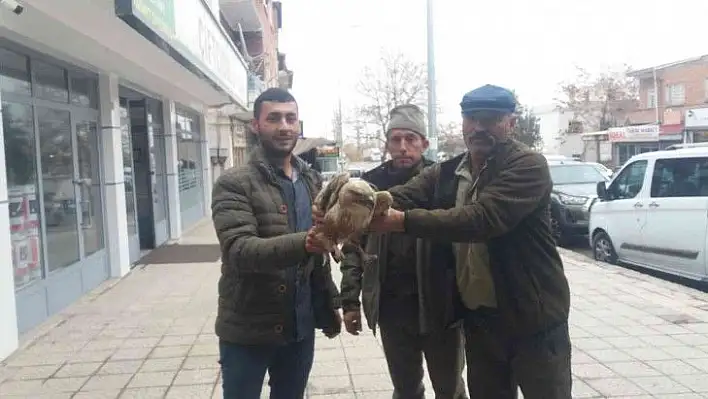 Yaralı kızıl şahinler tedavi altına alındı
