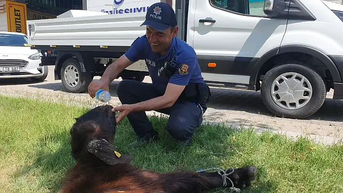 Yaralı kurbanlığa polis şefkati!