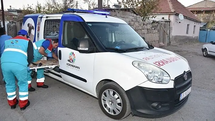 Yaralı sokak hayvanları 'Küçük Dostlar Ambulans'ı ile kliniğe taşınacak