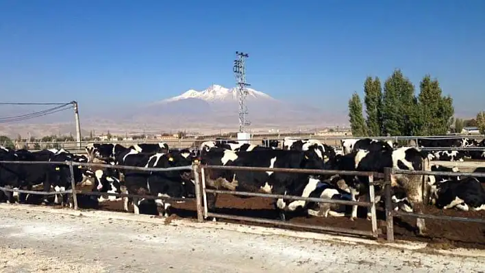 Yarım asırlık Saray Halı ve Saray Çiftliği için konkordato talebi