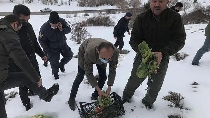 Yemleme çalışmaları devam ediyor