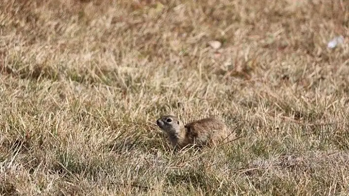 Yeni bir bakteri türü keşfedildi