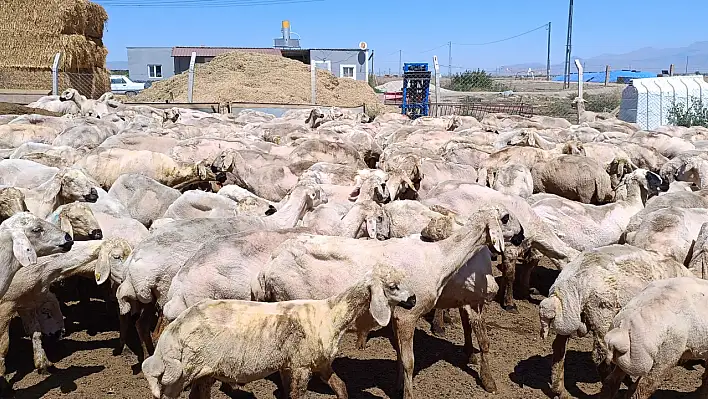 Yeşilhisar'da kırkım başladı