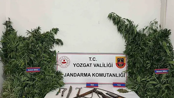 243 kök kenevir ele geçirildi