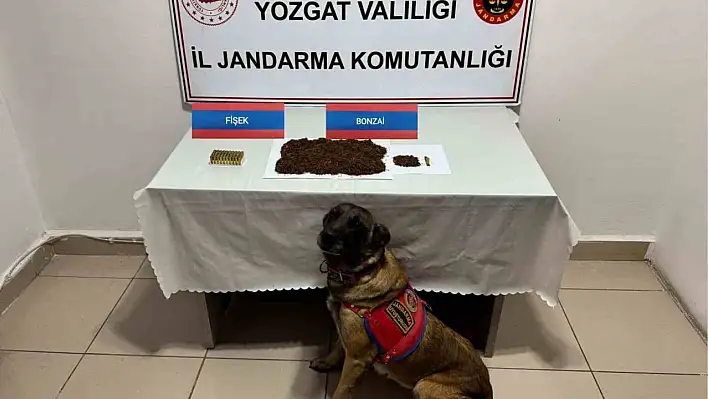 Jandarmadan operasyon: Bonzai ve fişek ele geçirildi
