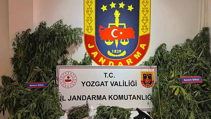 Binlerce kenevir bitkisi ele geçirildi