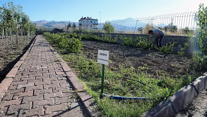 Yüksek antioksidan özelliklere sahip o meyvenin hasadına başlandı