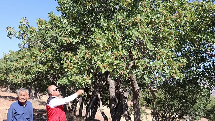 Zengin çekirdeği olarak bilinen ürün artık bakın nerede yetiştiriliyor!