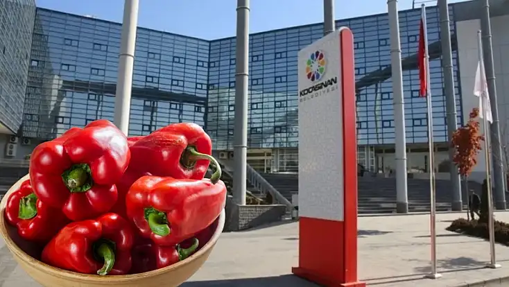 Belediye ücretsiz tohum dağıtacak