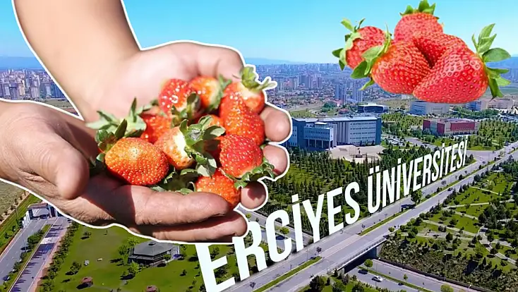 Erciyes Üniversitesi çilek satacak! Kilosu 120 lira