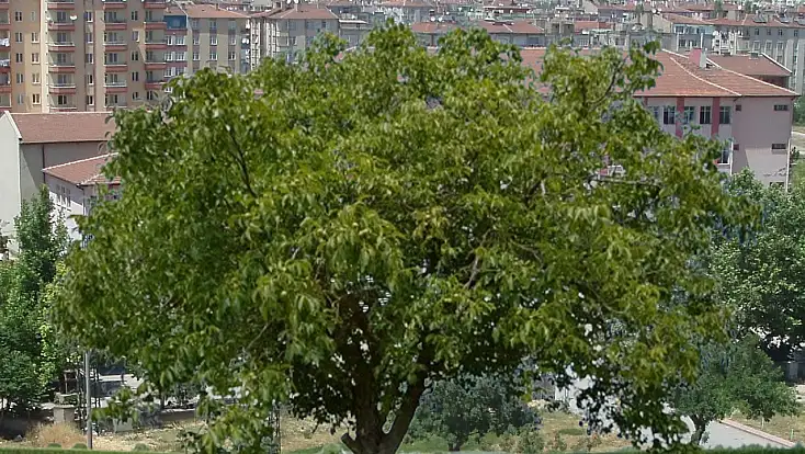 Kayseri'de ceviz ağacından düştü, hayatını kaybetti
