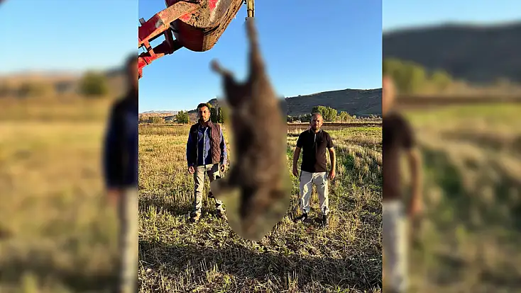 Kayseri'de çiftçilerin başına bela olan 300 kiloluk dev tehlikeyi özel ekip etkisiz hale getirdi