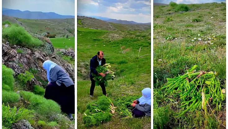 Kayseri’de şifa dağıtan ot! Doğada kendiliğinden yetişiyor, çok az kişi biliyor