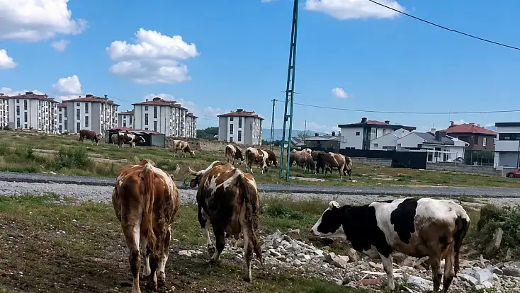 Kayseri’de vatandaştan ‘inek’ tepkisi!