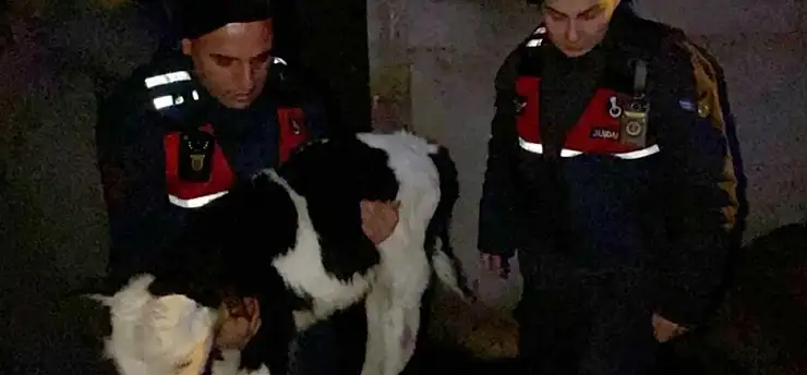 Büyükbaş hayvan çaldığı iddia edilen şahısların 3'ü Kayseri'de yakalandı!