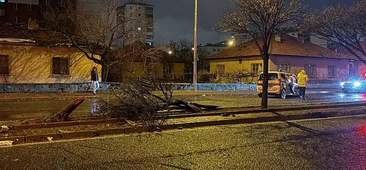 Kayseri'de can pazarı: Ağaç ikiye bölündü