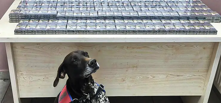 Tütün köpeği iş başında! 290 paket ele geçirildi