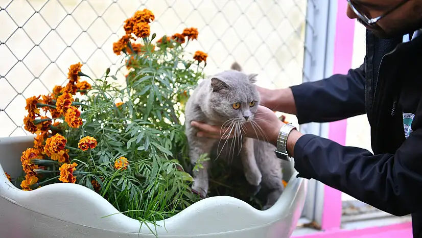 2009 yılında açıldı! Kayseri'de Kedi Bakım Evi örnek oluyor