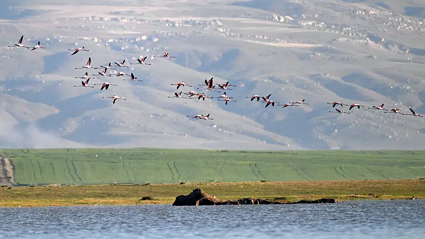 Allı Turnalar Kayseri'ye geldi!