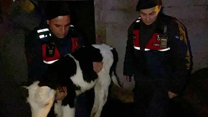 Büyükbaş hayvan çaldığı iddia edilen şahısların 3'ü Kayseri'de yakalandı!