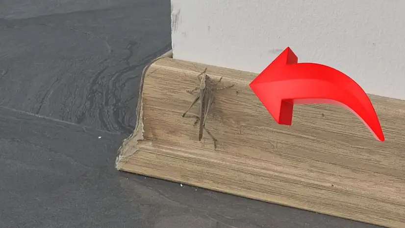 Çekirgelerin yeni adresi Kayseri oldu! Görülmeye başlandı