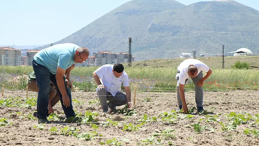 ERÜ'de atıklar çöpe gitmiyor, tarlaya dönüyor!