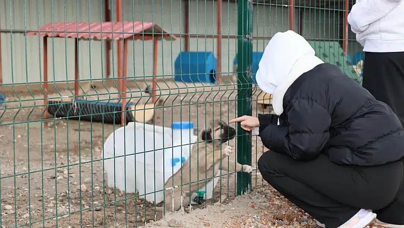 Gençlerden, sokak hayvanları için anlamlı etklinlik