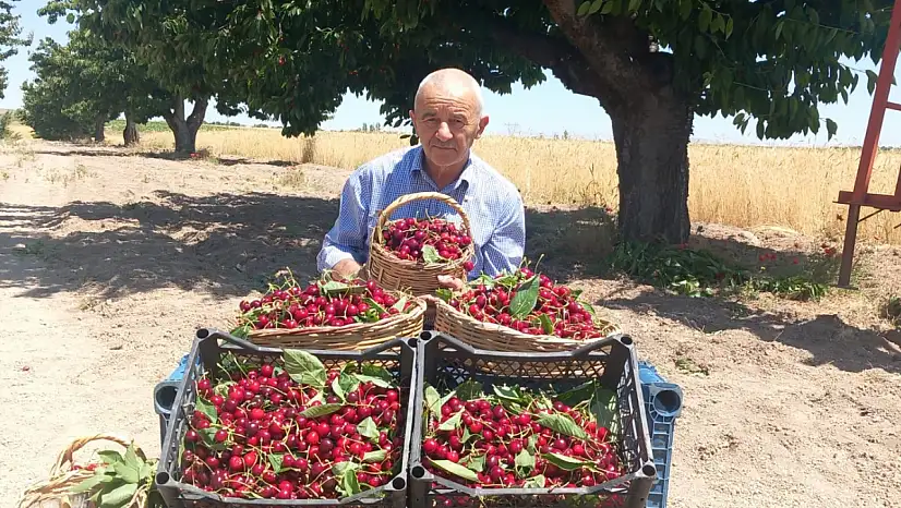Gerçek ortaya çıktı! Napolyon değil Apolyont kirazı