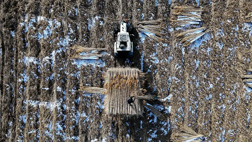 Göçmen kuşların yuvasında kış mesaisi