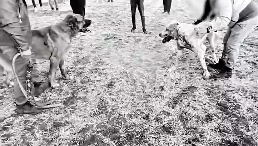 Jandarma'dan köpek dövüşü yaptıranlara operasyon! 8 kişi gözaltına alındı