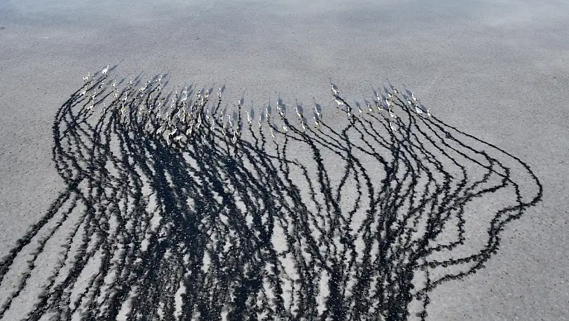 Kayseri'de binlerce göçmen kuş adeta karakalem tablosu oluşturdu