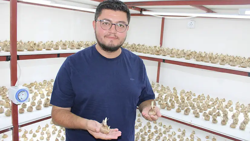 Kayseri'de bir ilk! Kilogramı 900 bin lira olan safranı üretmeye başladı