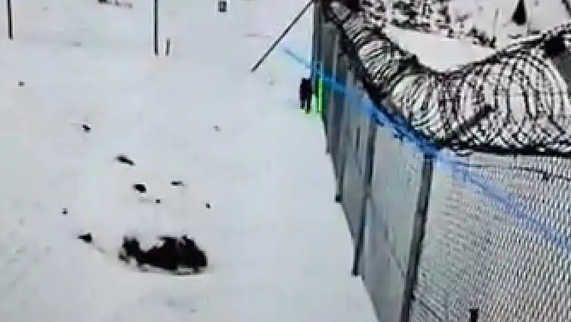 Kayseri'de görüldü! Tel örgülerinin içinden 3 gün sonra kurtarıldı