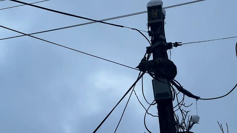 Kayseri'de ihbarın ardından Belediye Başkanı talimat verdi! Kısa sürede kurtarıldı