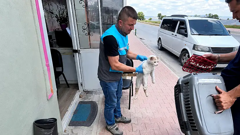 Kayseri'de itfaiyeden kedi kurtarma operasyonu