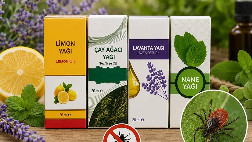 Kayseri'de keneye doğal çözüm! Kokusunu alan yaklaşamıyor!