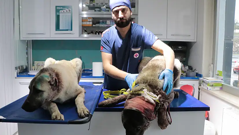 Kayseri'de kulakları kesilen 3 masum can!