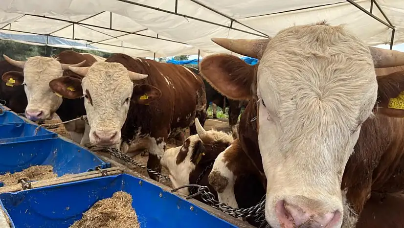 Kayseri'de kurban kesecekler dikkat: Bu kurallara uymayanlara ceza yağacak!
