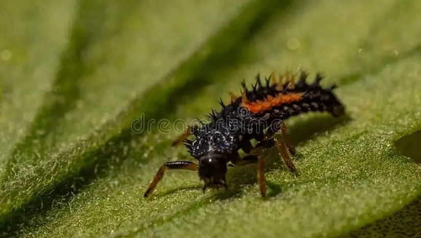 Larva alarmı Kayseri'de çalıyor