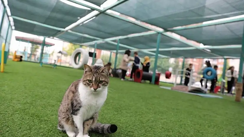 Kayseri'de merak uyandıran Kedi Kasabası: 19 tür aynı merkezde