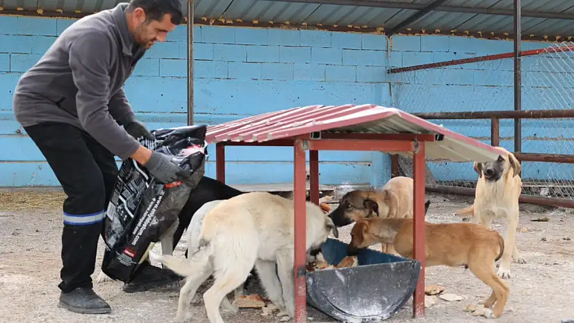 Sokak hayvanları için Kayseri'de barınak bir daha açıldı