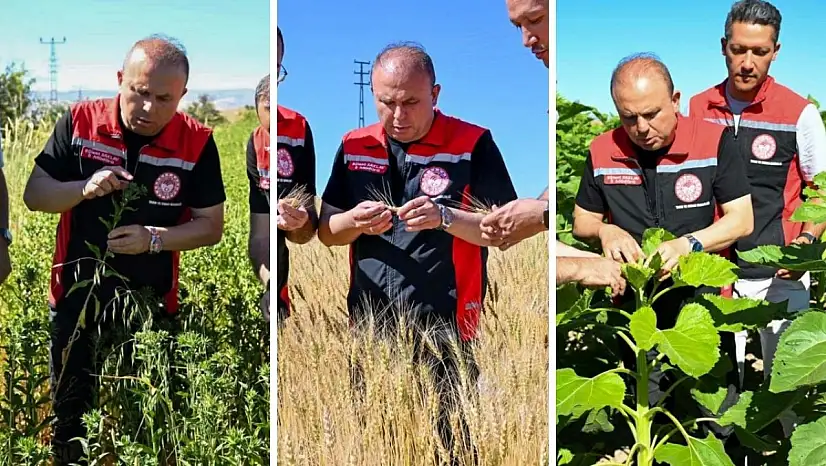 Kayseri'de tarlalar mercek altında! İl Müdürü sahaya indi