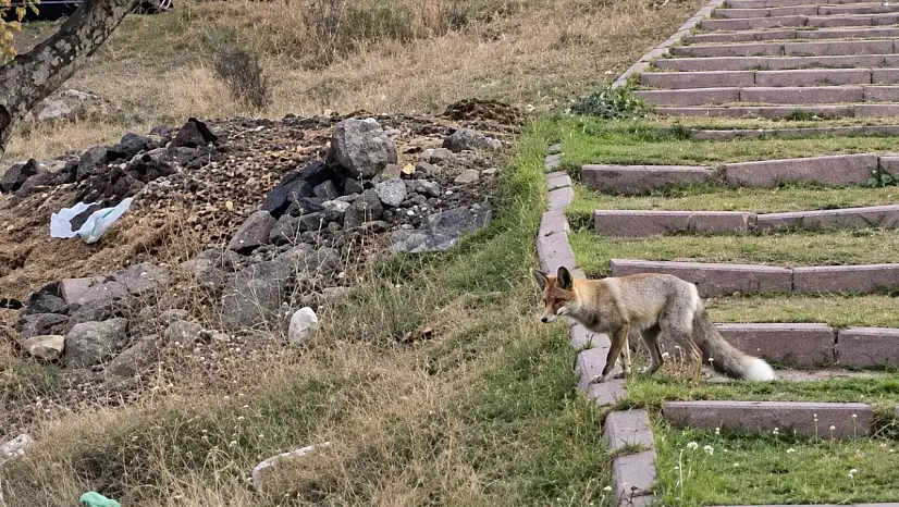 Kayseri'de tilki öyle bir şey çaldı ki! Görenler şaştı kaldı
