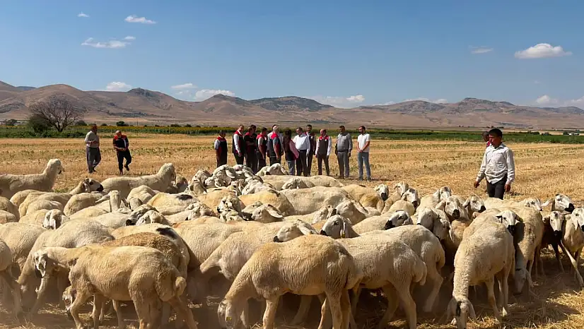Kayseri'de üreticiye büyük destek! 100 küçükbaş hayvan teslim edildi