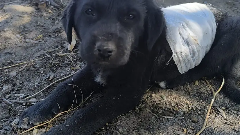 Kayseri'de yavru köpeğe saldırı