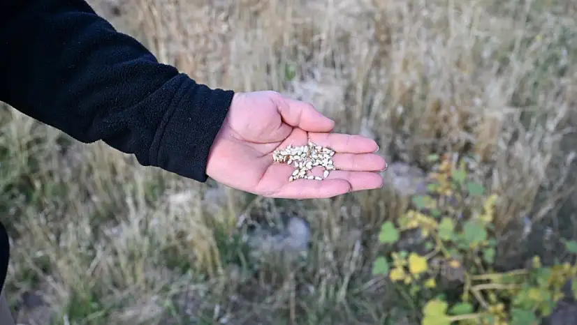 Kayseri'de yetişiyor: Yağından çiçeğine farklı alanlarda kullanılıyor