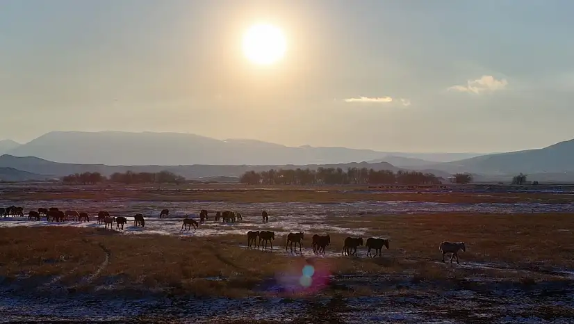 Kayseri'de yılkı atları görsel şölen oluşturdu
