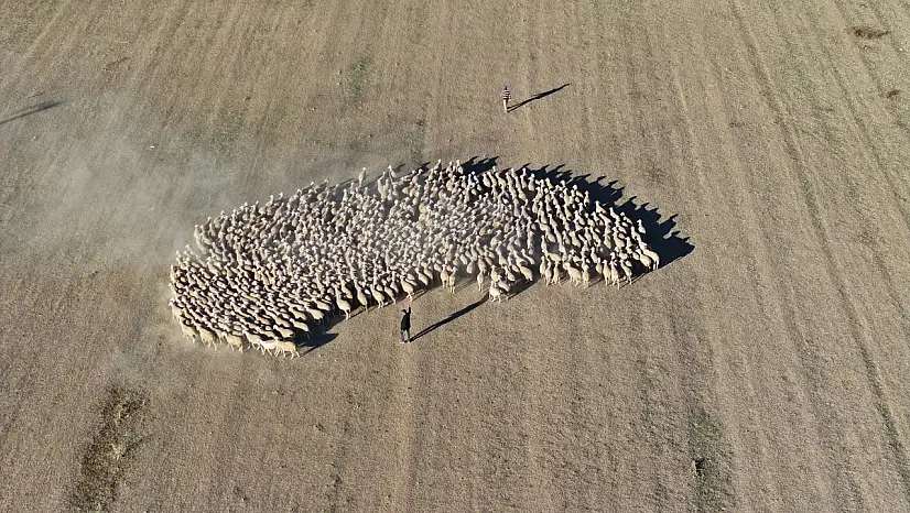Kayseri'de yoğun talep görüyor! Kırşehir'de yetiştiriliyor