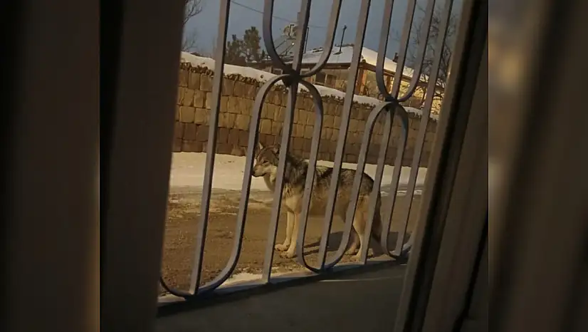 Kayseri merkeze 6 km uzaklıktaki o mahallede kurt görüldü!